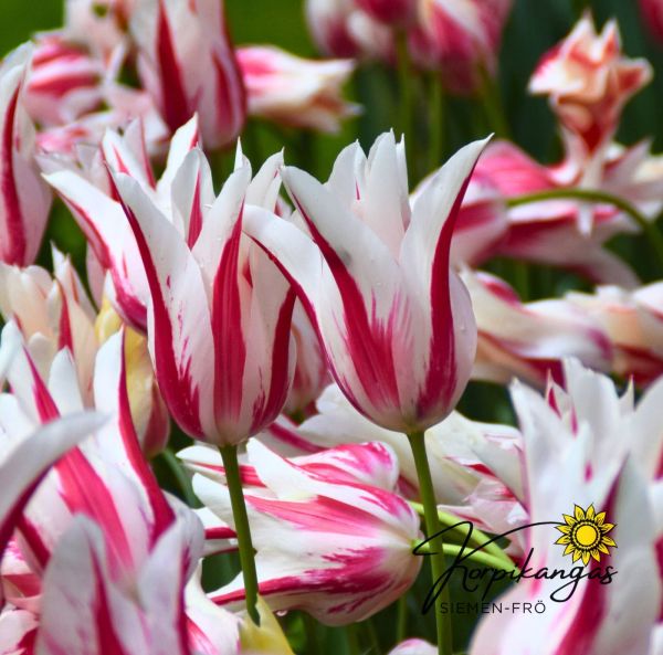 Myöhäinen tulppaani, liljakukkainen Myöhäinen tulppaani, liljakukkainen